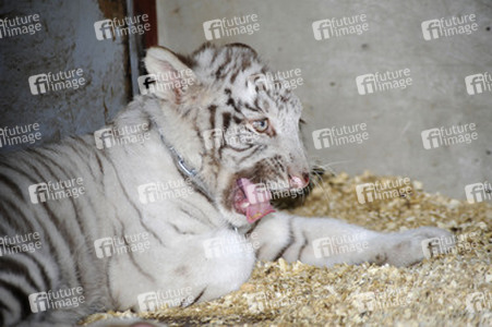 Weißer Tiger
