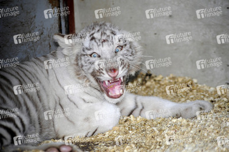 Weißer Tiger