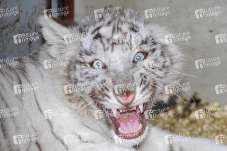 Weißer Tiger