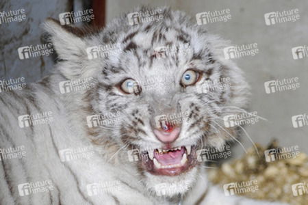 Weißer Tiger