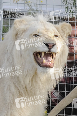 Weißer Löwe