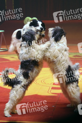 Wolfgang Lauenburger mit seiner Hundedressur