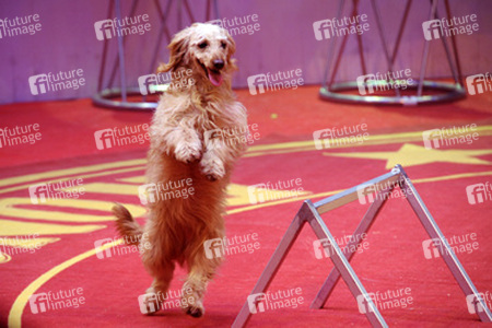 Wolfgang Lauenburger mit seiner Hundedressur