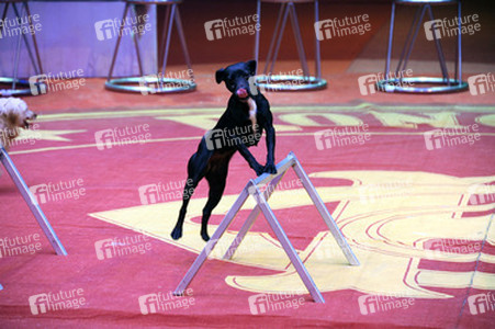 Wolfgang Lauenburger mit seiner Hundedressur