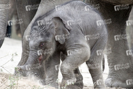 Elefantenbaby Assam