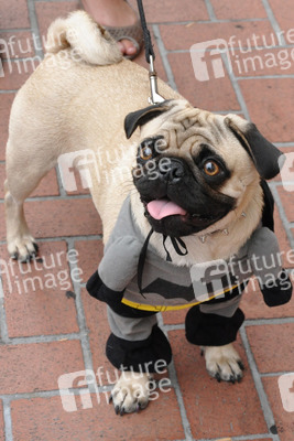 Comic-Con Besucher - Bat-Mops