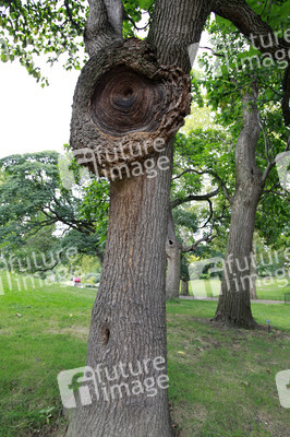 Baum im Central Park