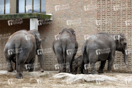 Elefanten-Weihnachtsbaumfütterung