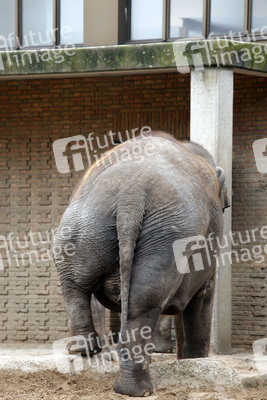 Elefanten-Weihnachtsbaumfütterung
