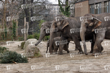 Elefanten-Weihnachtsbaumfütterung