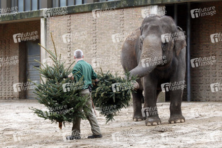 Elefanten-Weihnachtsbaumfütterung