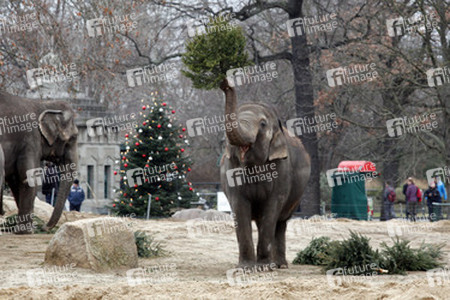 Elefanten-Weihnachtsbaumfütterung