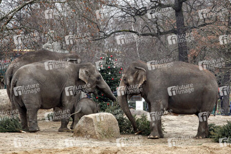 Elefanten-Weihnachtsbaumfütterung