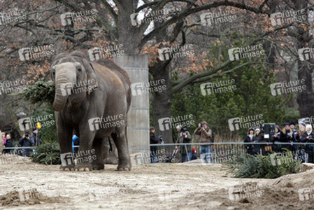 Elefanten-Weihnachtsbaumfütterung