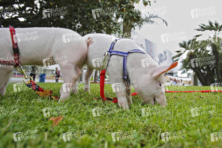 Schweinchen vor dem Palais des Festivals et des Congrès de Cannes