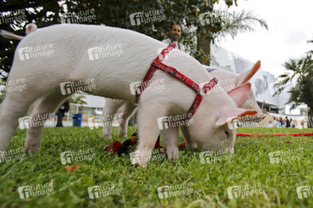 Schweinchen vor dem Palais des Festivals et des Congrès de Cannes