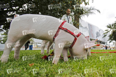 Schweinchen vor dem Palais des Festivals et des Congrès de Cannes