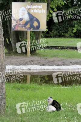 Justin Biebers Affe Mally im Serengeti-Park, Hodenhagen