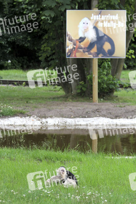 Justin Biebers Affe Mally im Serengeti-Park, Hodenhagen