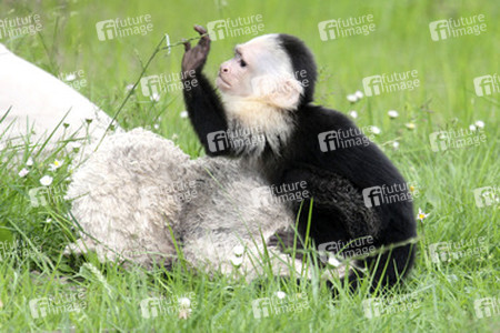 Justin Biebers Affe Mally im Serengeti-Park, Hodenhagen