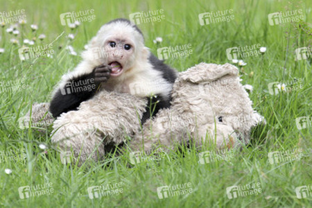 Justin Biebers Affe Mally im Serengeti-Park, Hodenhagen
