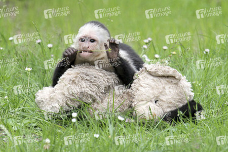 Justin Biebers Affe Mally im Serengeti-Park, Hodenhagen