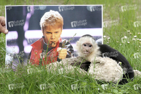 Justin Biebers Affe Mally im Serengeti-Park, Hodenhagen
