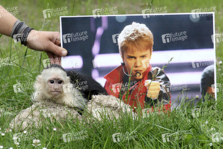 Justin Biebers Affe Mally im Serengeti-Park, Hodenhagen
