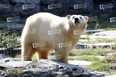 Neuer Eisbär im Tierpark Berlin