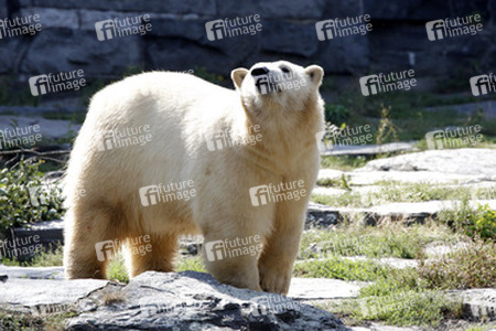 Neuer Eisbär im Tierpark Berlin