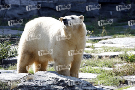 Neuer Eisbär im Tierpark Berlin