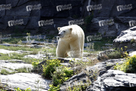 Neuer Eisbär im Tierpark Berlin