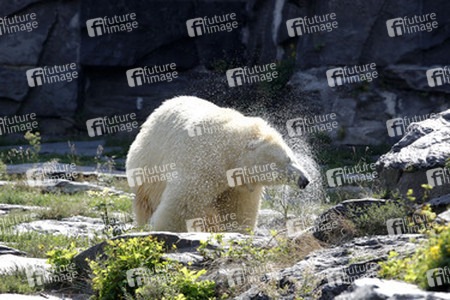 Neuer Eisbär im Tierpark Berlin