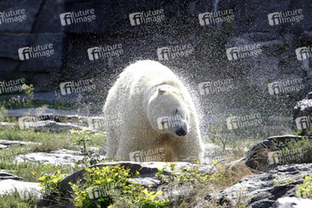 Neuer Eisbär im Tierpark Berlin