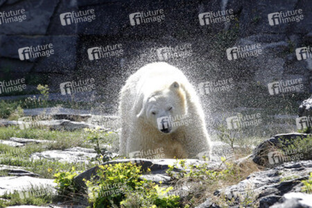 Neuer Eisbär im Tierpark Berlin