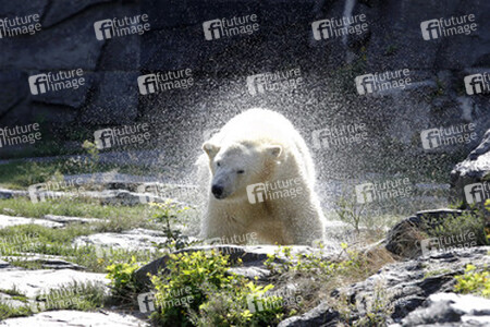 Neuer Eisbär im Tierpark Berlin