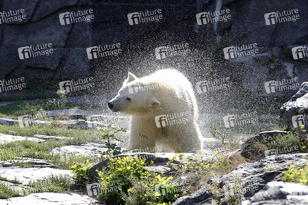 Neuer Eisbär im Tierpark Berlin