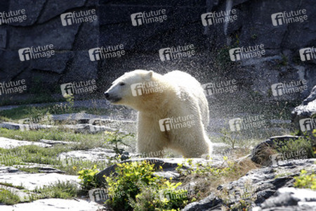 Neuer Eisbär im Tierpark Berlin