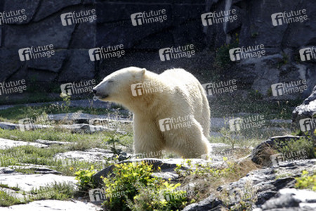 Neuer Eisbär im Tierpark Berlin