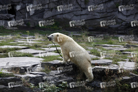 Neuer Eisbär im Tierpark Berlin