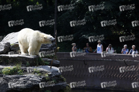 Neuer Eisbär im Tierpark Berlin