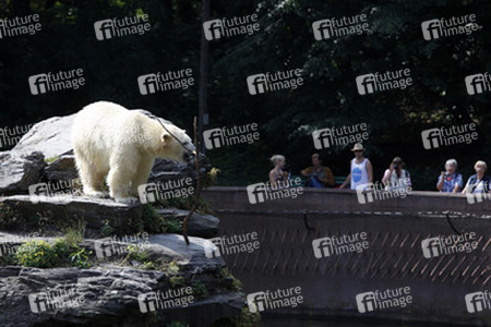 Neuer Eisbär im Tierpark Berlin