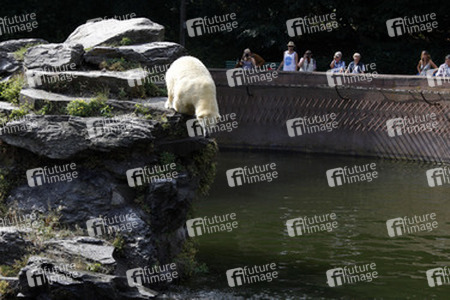 Neuer Eisbär im Tierpark Berlin