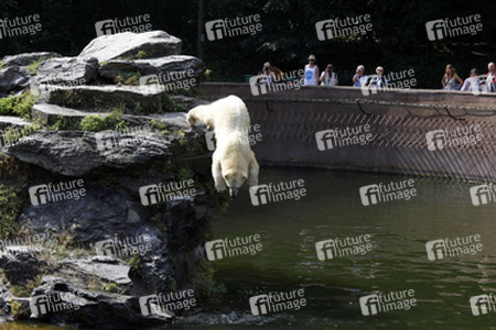 Neuer Eisbär im Tierpark Berlin