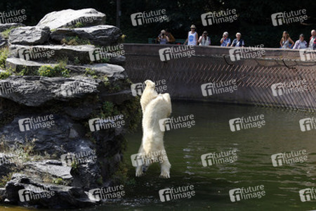 Neuer Eisbär im Tierpark Berlin