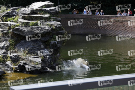 Neuer Eisbär im Tierpark Berlin