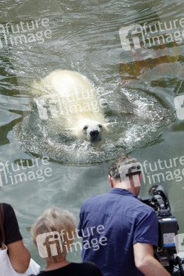 Neuer Eisbär im Tierpark Berlin