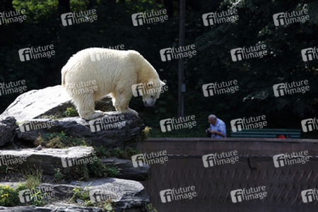 Neuer Eisbär im Tierpark Berlin