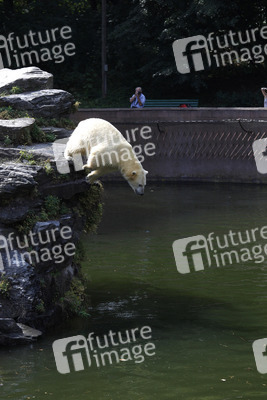 Neuer Eisbär im Tierpark Berlin