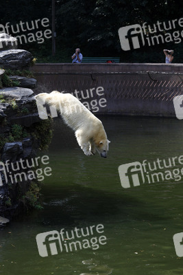 Neuer Eisbär im Tierpark Berlin